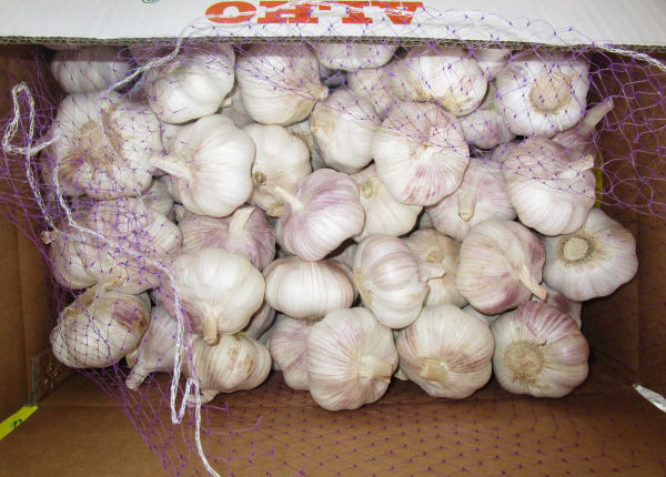 fresh garlic for chile market