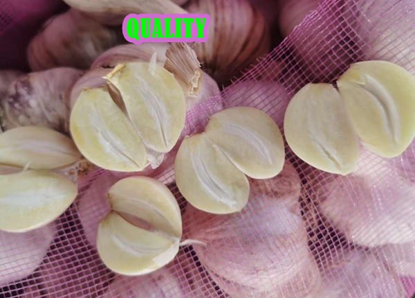 fresh garlic for chile market