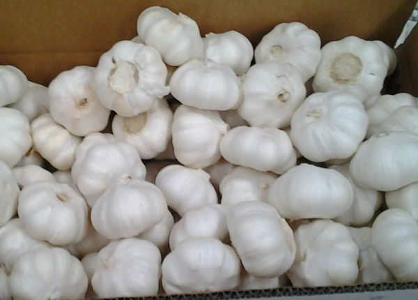 fresh grade a normal white garlic