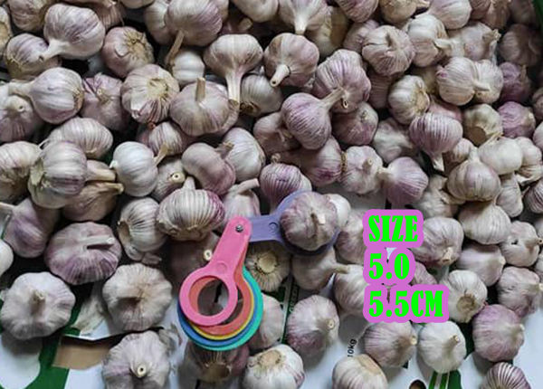 fresh natural white garlic supplier from china cheap price