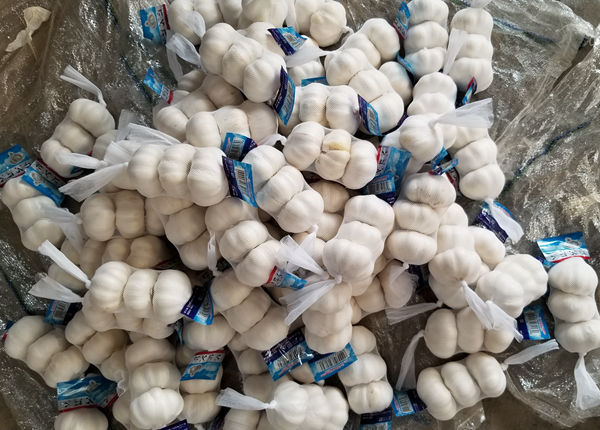 fresh new crop chinese wholesale premiun chinese fresh garlic