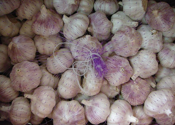 fresh normal white garlic