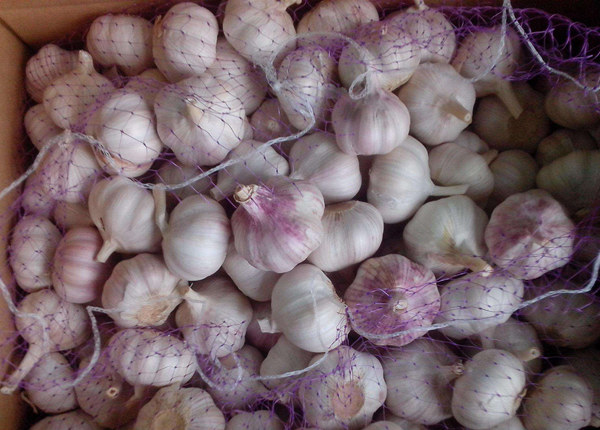 fresh normal white garlic