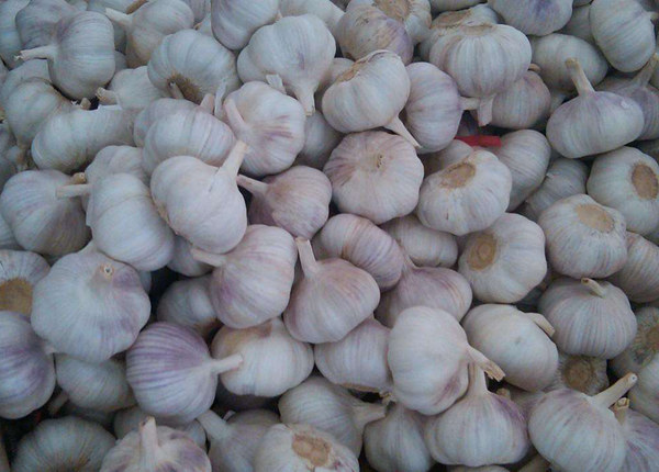 fresh normal white garlic