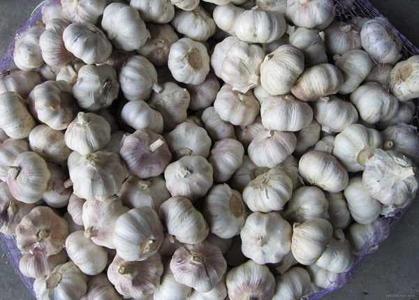 fresh normal white garlic