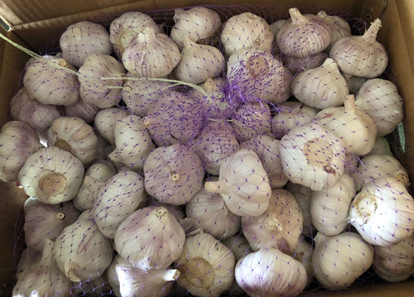 garlic from china supplier in box 10kgs