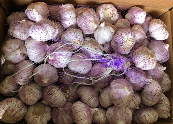 garlic from china supplier in box 10kgs