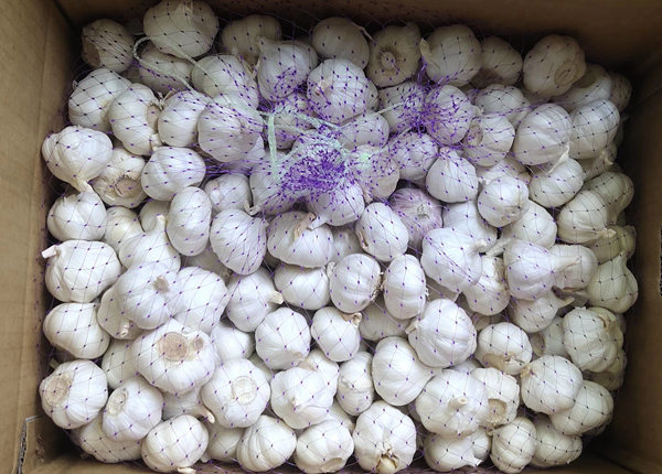 garlic from china supplier in box 10kgs