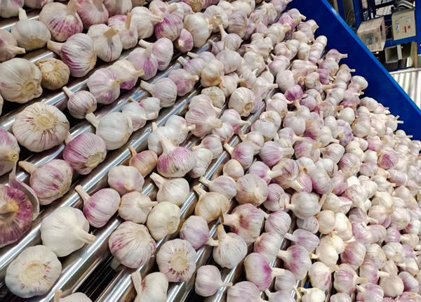 hot selling chinese fresh white garlic