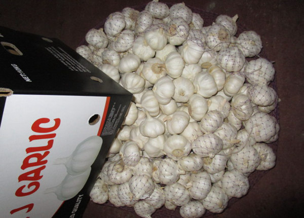 hot selling chinese fresh white garlic