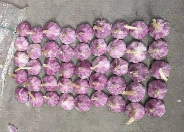 new crop purple garlic with lowest price