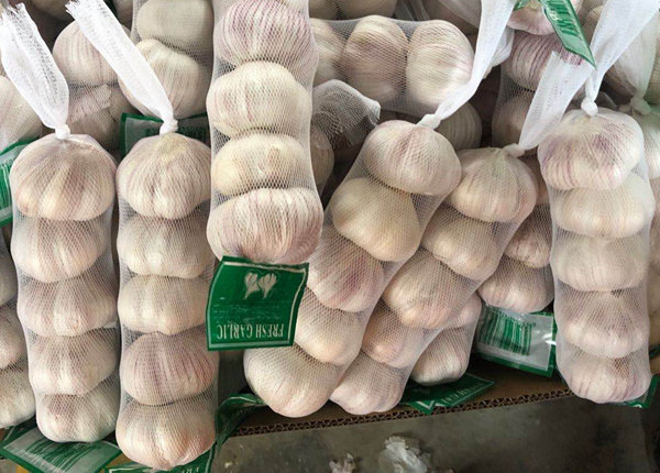 new crop purple garlic with lowest price