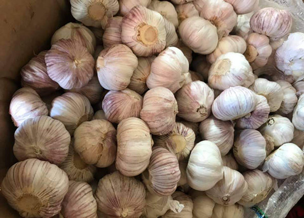 new crop purple garlic with lowest price