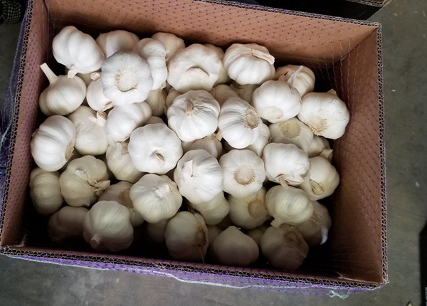 new harvest fresh garlic china factory wholesale