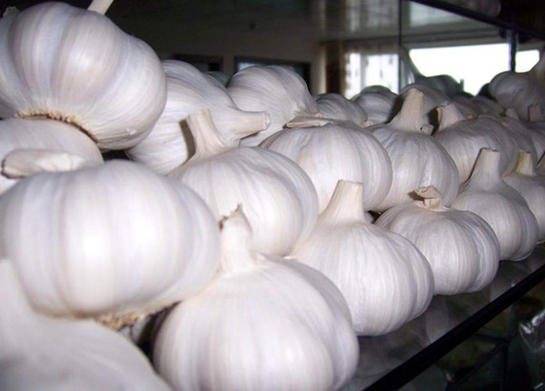 new harvest fresh garlic china factory wholesale