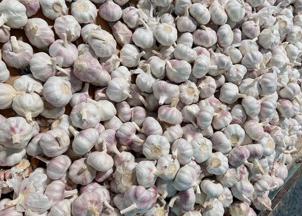 price of garlic precio del ajo 2023 white garlic