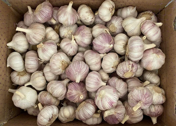 price of garlic precio del ajo 2023 white garlic