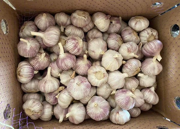 price of garlic precio del ajo 2023 white garlic