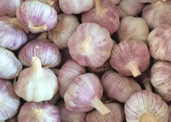 red garlic 10kgs carton for tunis market