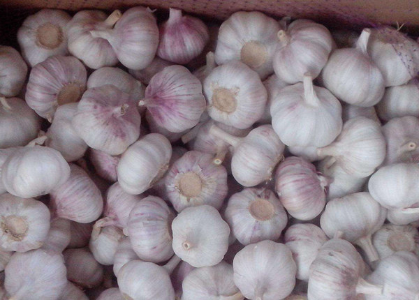 wholesale garlic price from garlic suppliers