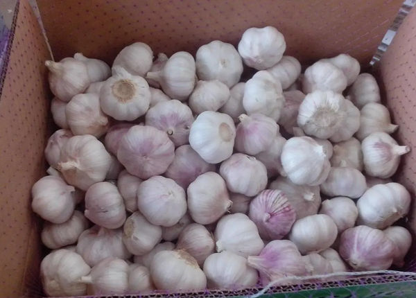 china leading fresh garlic wholesaler buyer in cheap garlic price